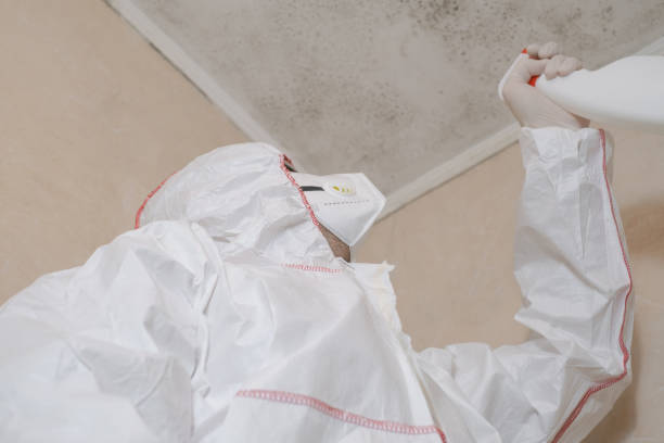 Best Insurance-Related Mold Remediation in Grain Valley, MO