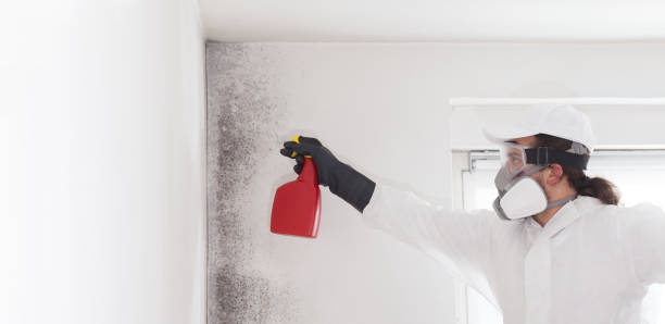 Best Kitchen Mold Remediation in Grain Valley, MO