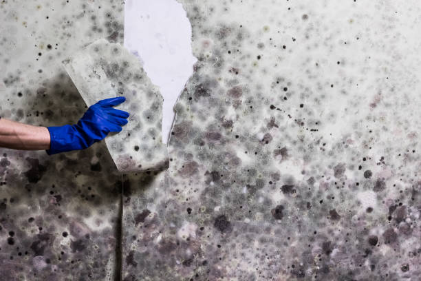 Best Basement Mold Remediation in Grain Valley, MO