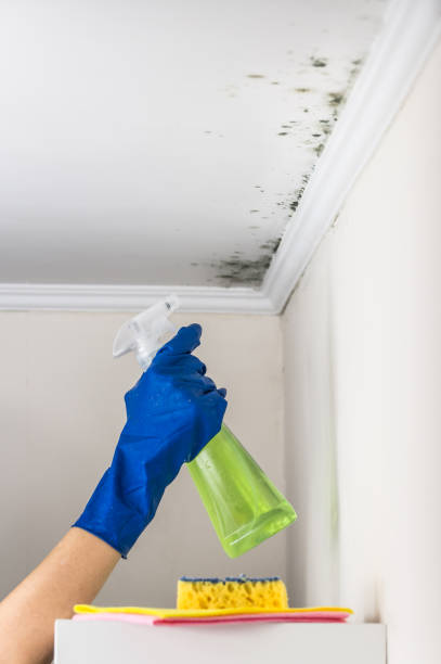 Best Post-Flood Mold Remediation in Grain Valley, MO