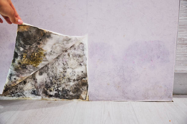Best Residential Mold Remediation in Grain Valley, MO